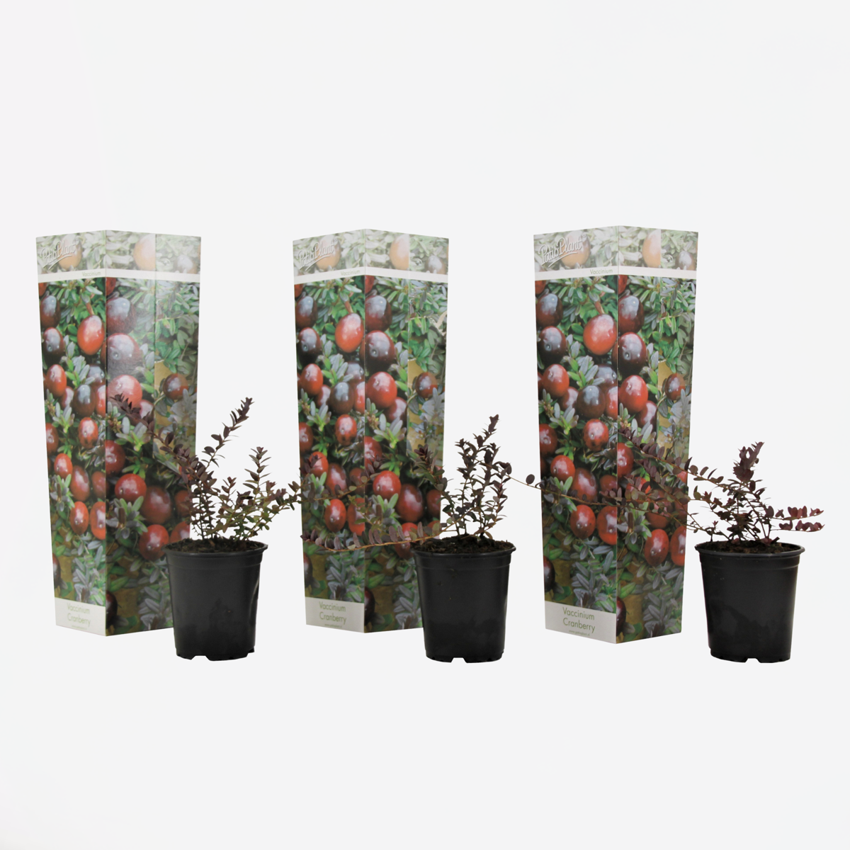 Vaccinium macrocarpon - Set van 3 - Veenbes cranberry