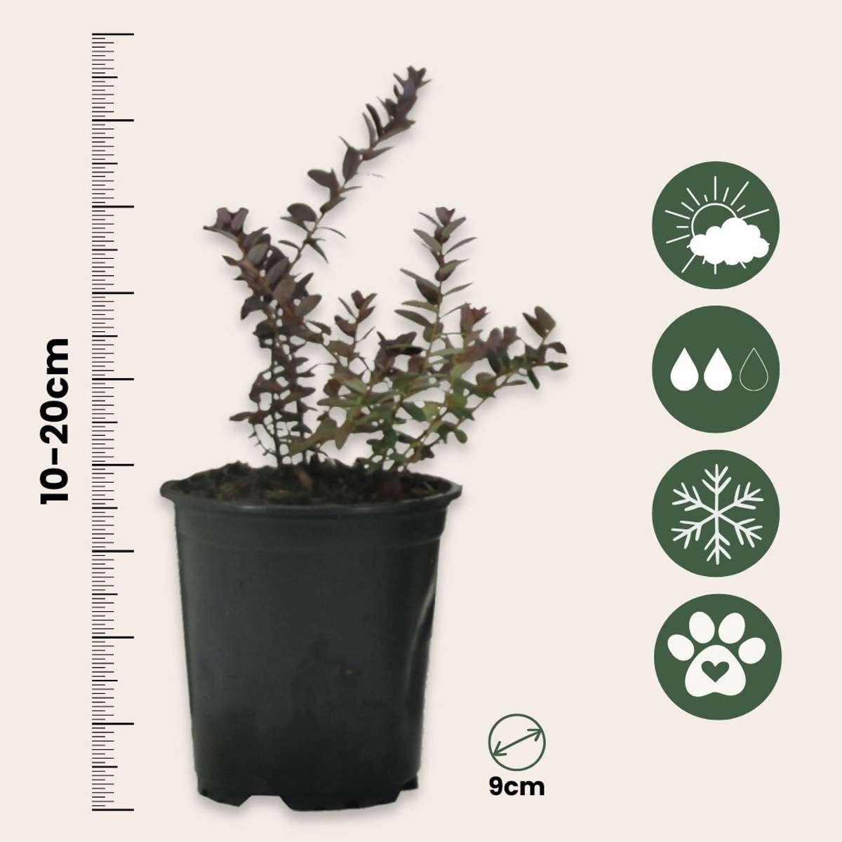 Vaccinium macrocarpon - Set van 3 - Veenbes cranberry
