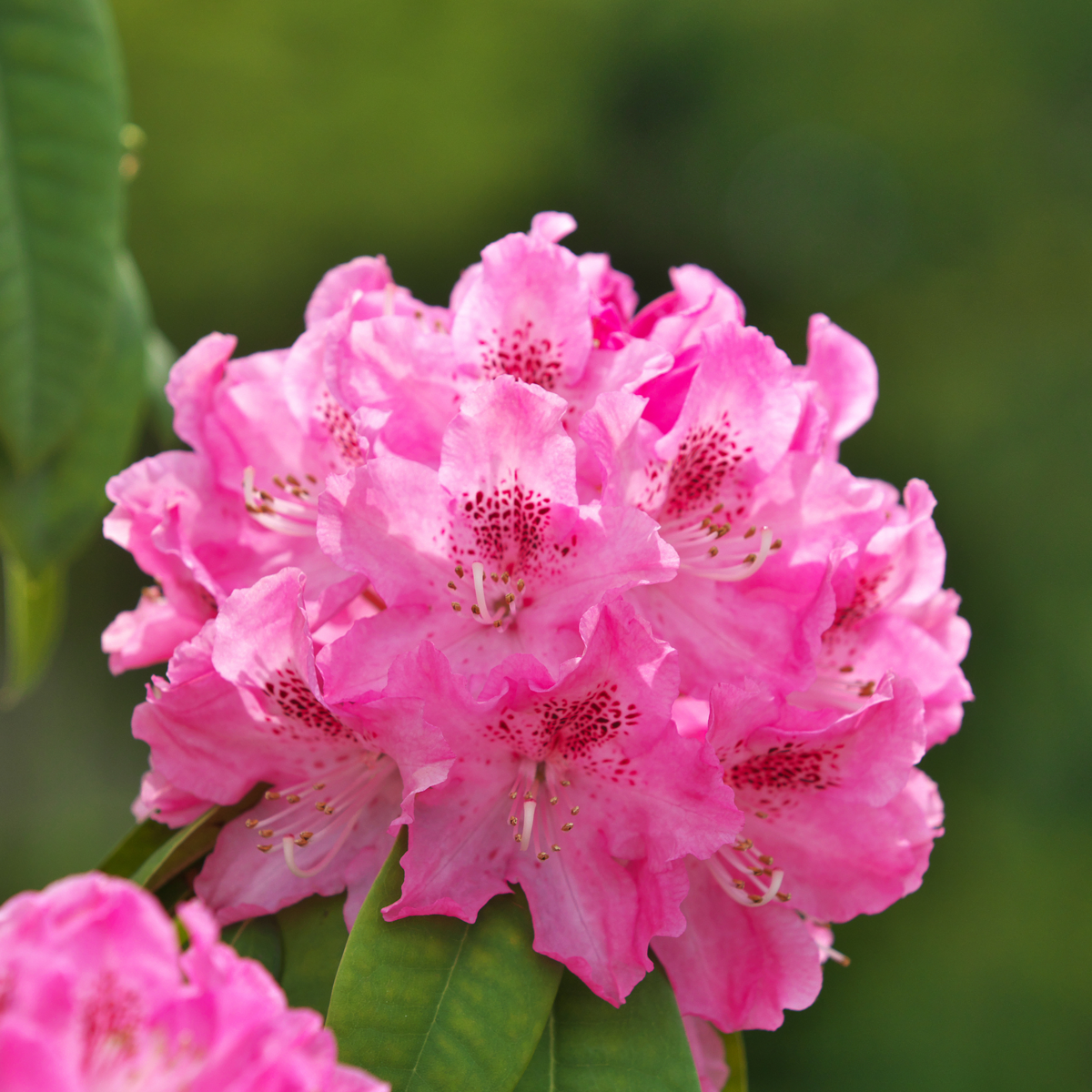 Rhododendron - 3er-Set - Rosa