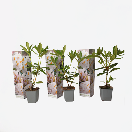 Rhododendron - Mix van 3 - Wit