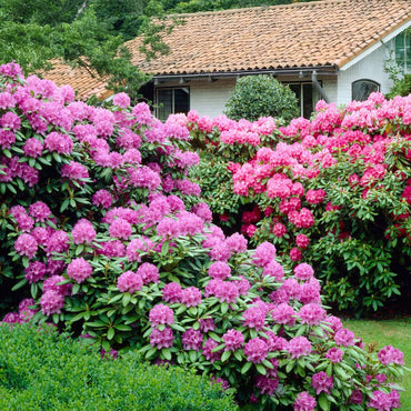 Rhododendron - 3er-Mix - Lila, Weiß, Rosa
