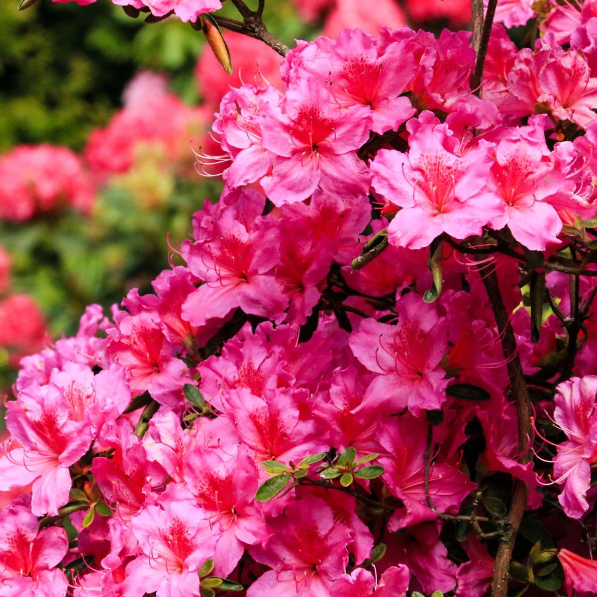 Rhododendron - 6er-Mix - Lila, Weiß, Rosa