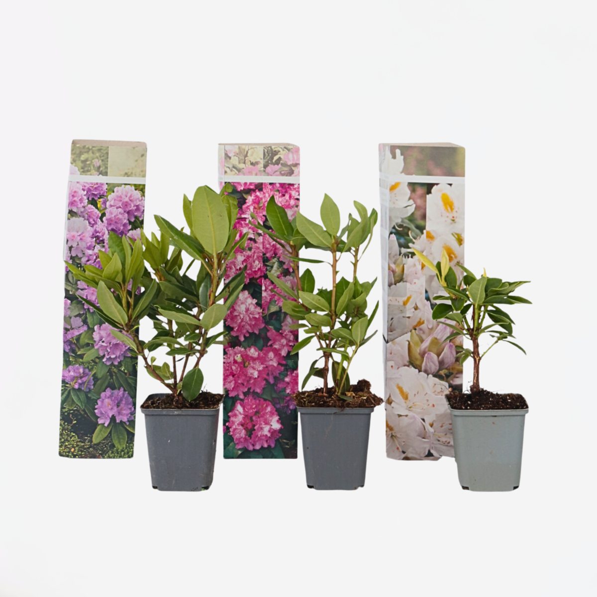 Rhododendron - 3er-Mix - Lila, Weiß, Rosa