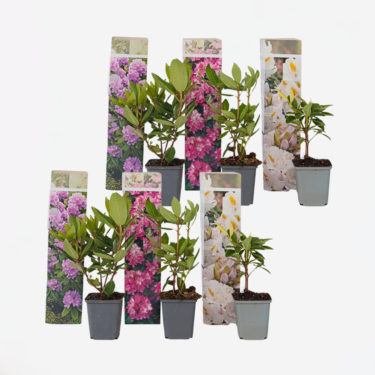 Rhododendron - 6er-Mix - Lila, Weiß, Rosa