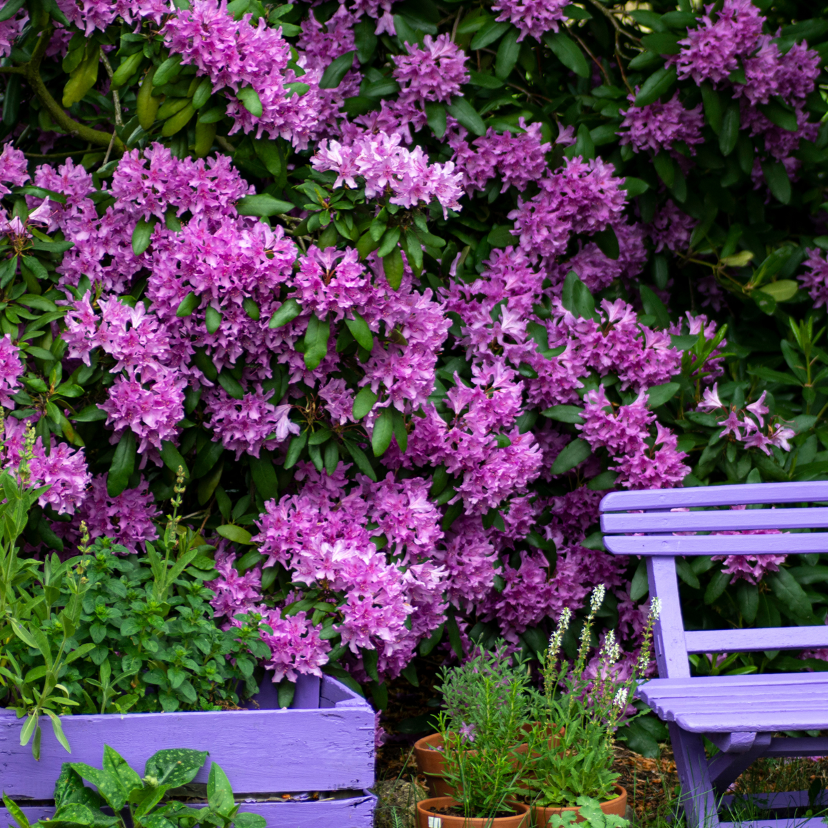 Rhododendron Catawbiense Lila - 3er-Set - Lila