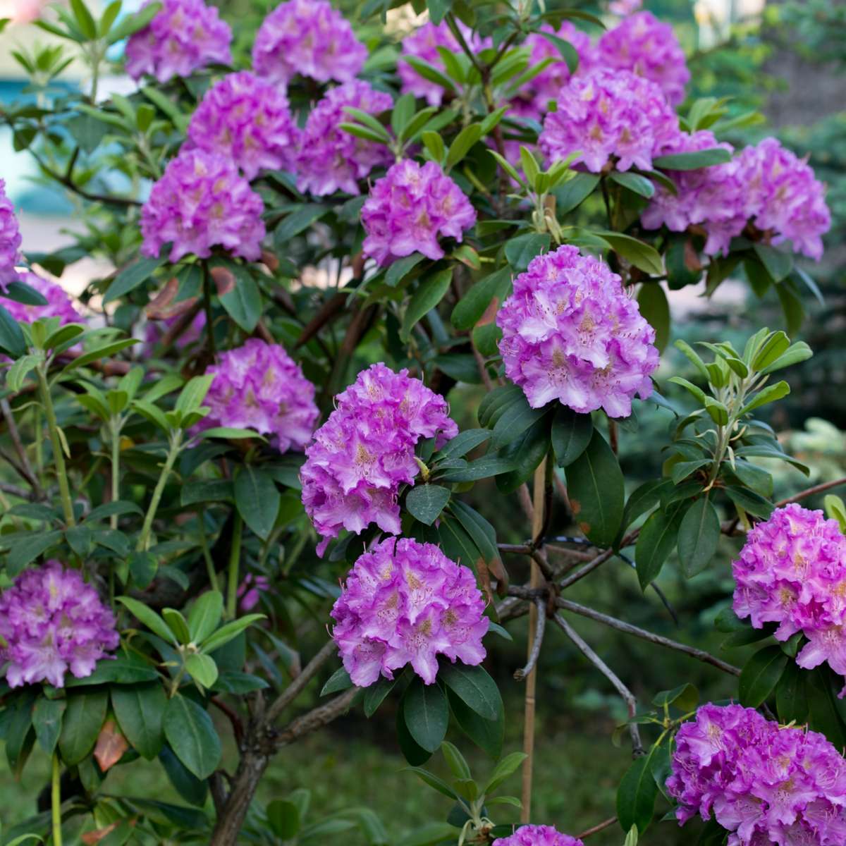 Rhododendron Catawbiense Lila - 3er-Set - Lila