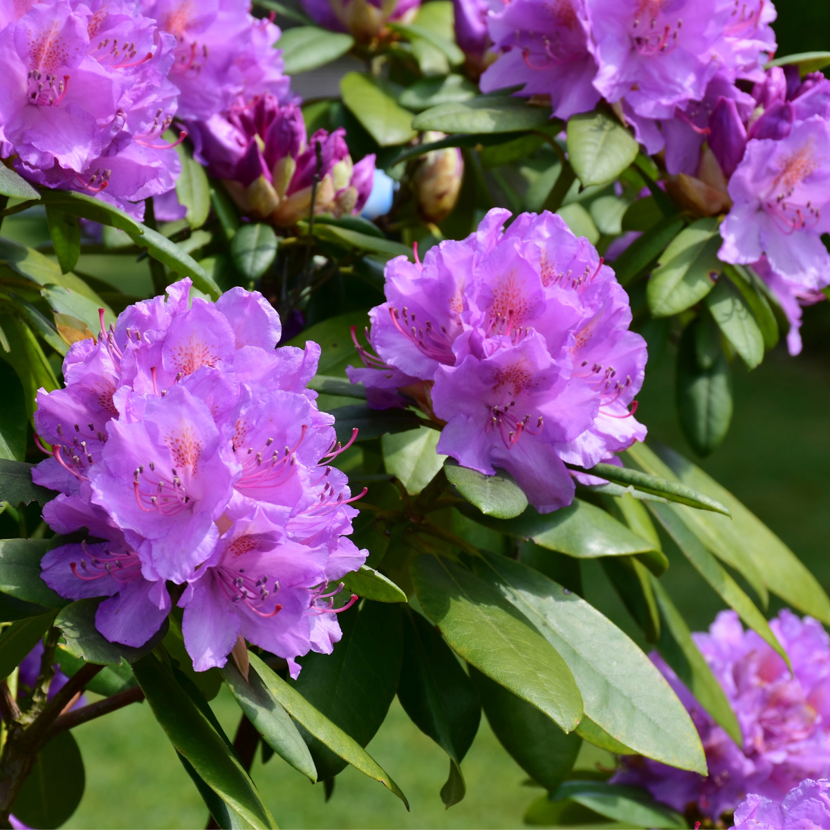 Rhododendron Catawbiense Lila - 3er-Set - Lila
