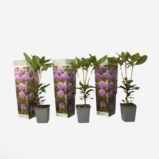 Rhododendron Catawbiense Lila - 3er-Set - Lila