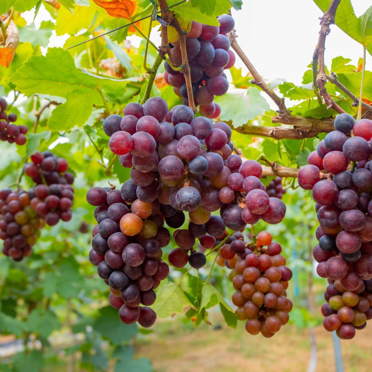 Weinrebenpflanzen - 6er-Mix - Vitis Vinifera