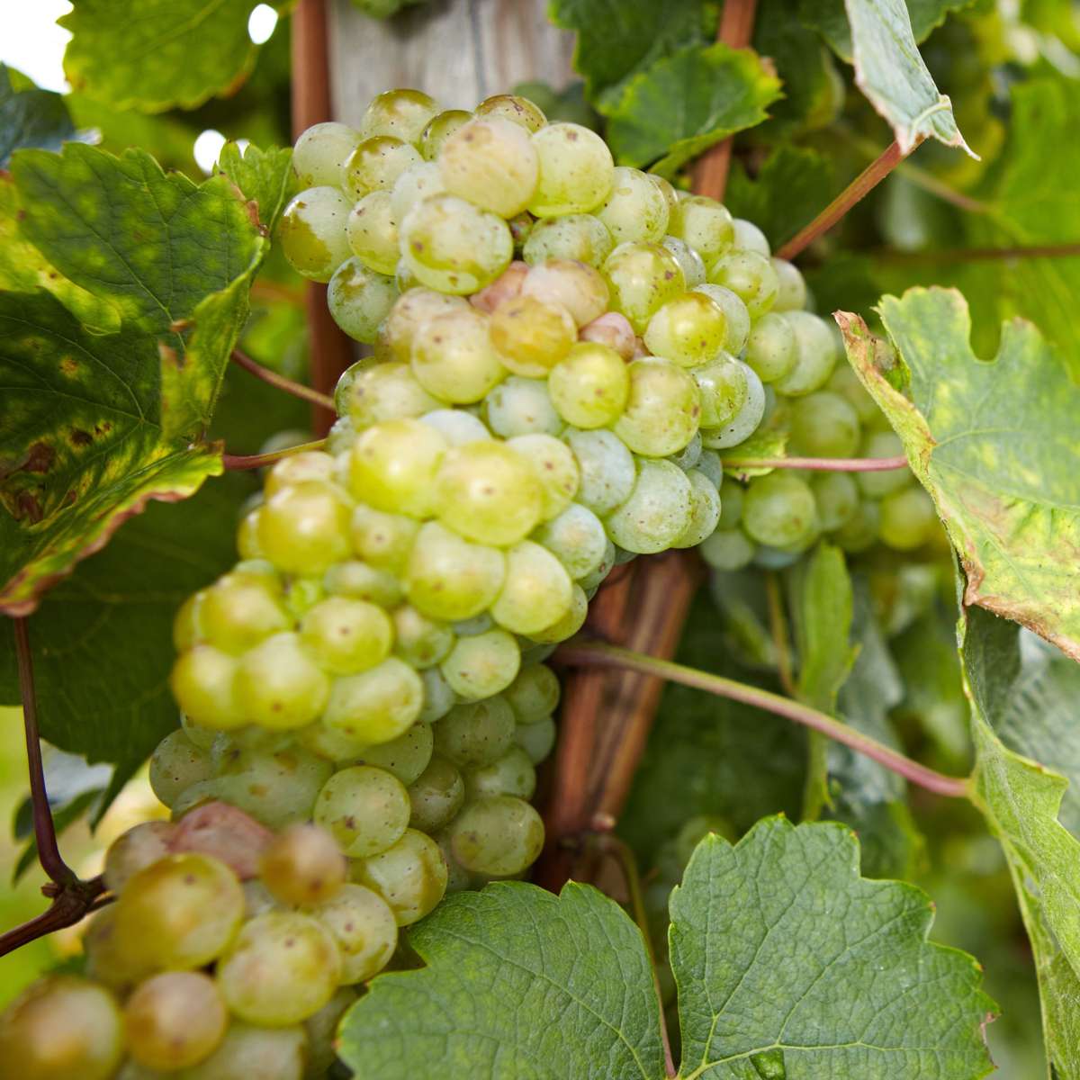 Weinrebenpflanzen - 6er-Mix - Vitis Vinifera