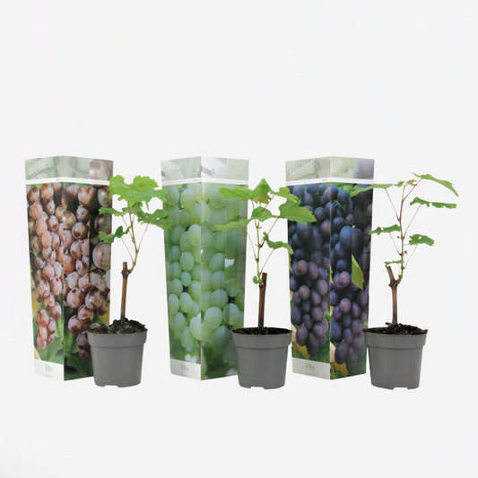 Weinrebenpflanzen - 3er-Mix - Vitis Vinifera