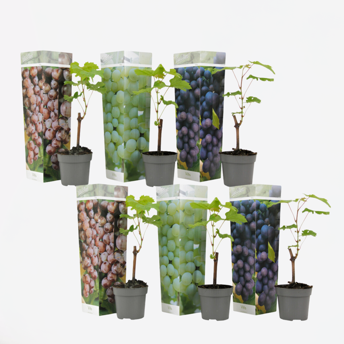 Weinrebenpflanzen - 6er-Mix - Vitis Vinifera