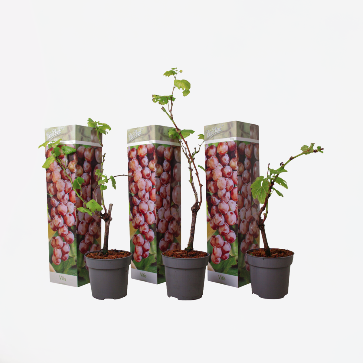 Weinpflanzen - 3er-Set - Vitis Vinifera - Rot