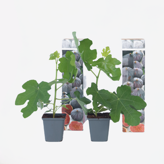Ficus Carica - 2er-Set - Feigenbaum