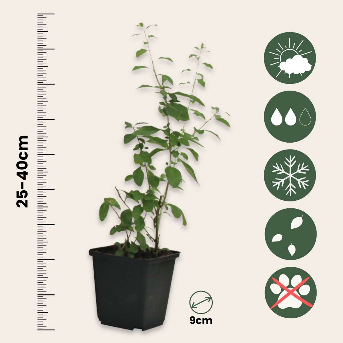 Lycium Barbarum - Set van 6 - Boksdoorn - Goji-bes