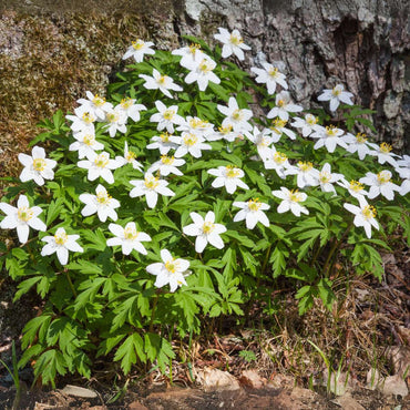 Helleborus 'Mont Blanc' - 6er-Set