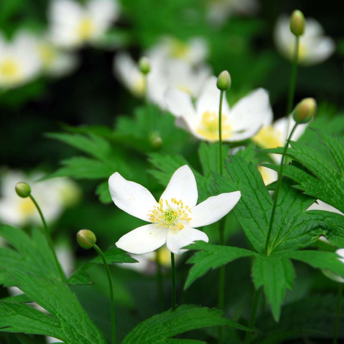 Helleborus 'Mont Blanc' - 6er-Set