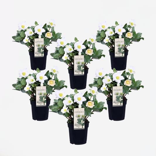 Helleborus 'Mont Blanc' - 6er-Set