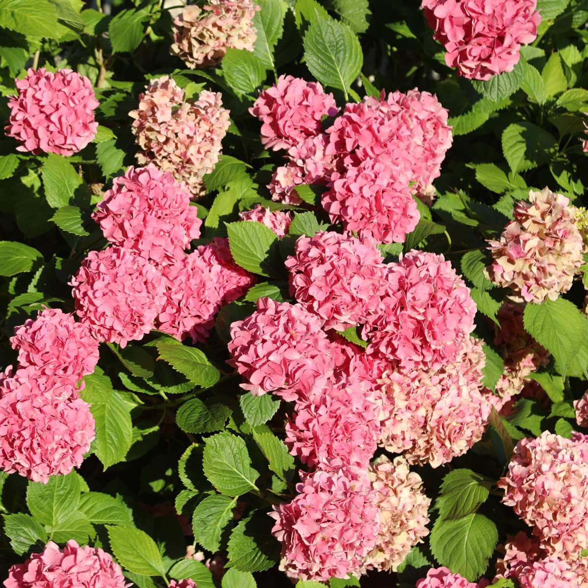 Hortensie - 6er-Mix - Hortensie