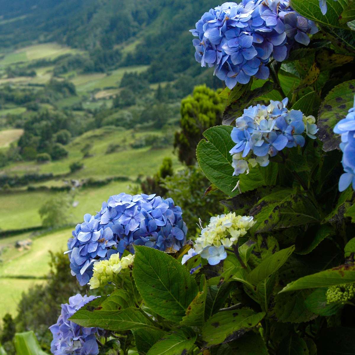 Hortensie - 6er-Mix - Hortensie
