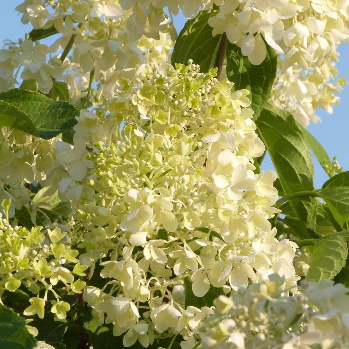 Hortensie - 6er-Mix - Hortensie