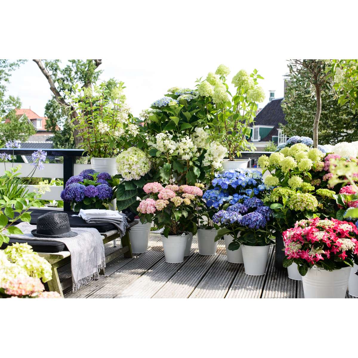 Hortensie - 6er-Mix - Hortensie