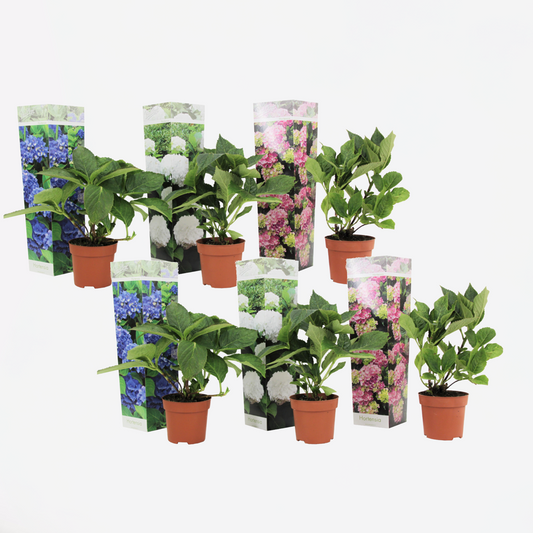 Hortensie - 6er-Mix - Hortensie