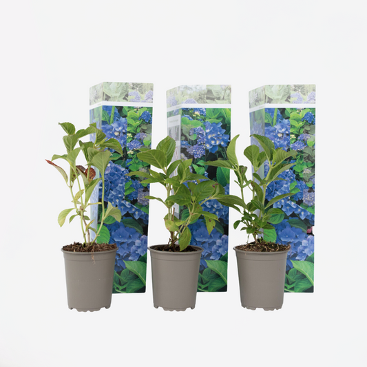 Hortensie - Blau - 3er-Set - Hortensia