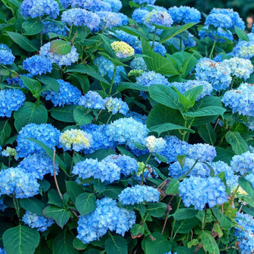 Hortensie - Blau - 6er-Set - Hortensia