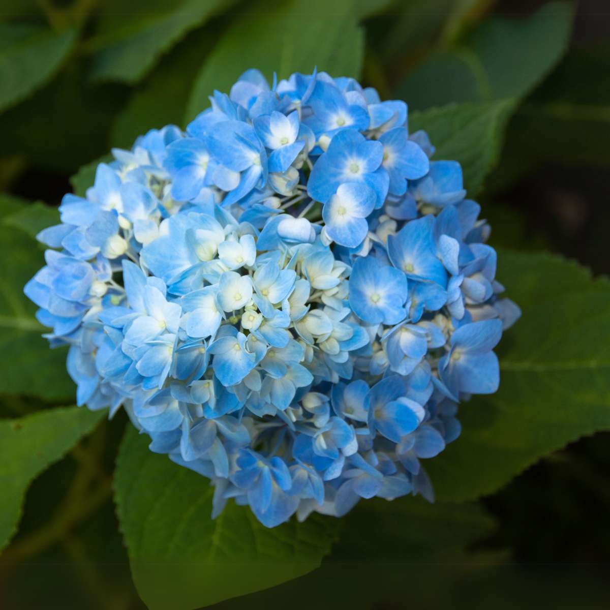Hortensie - Blau - 6er-Set - Hortensia