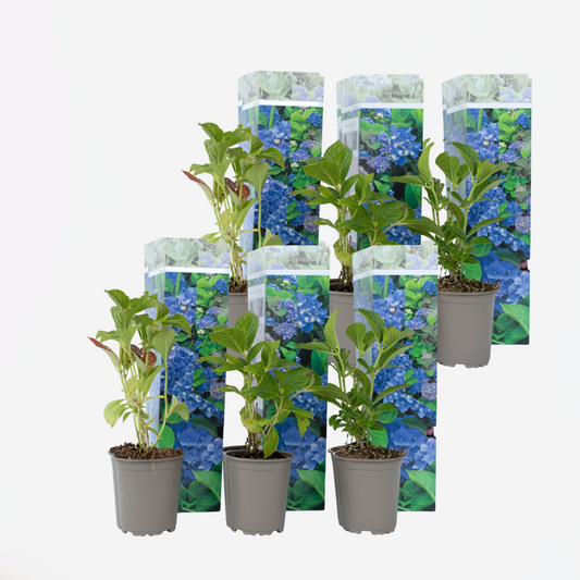 Hortensie - Blau - 6er-Set - Hortensia