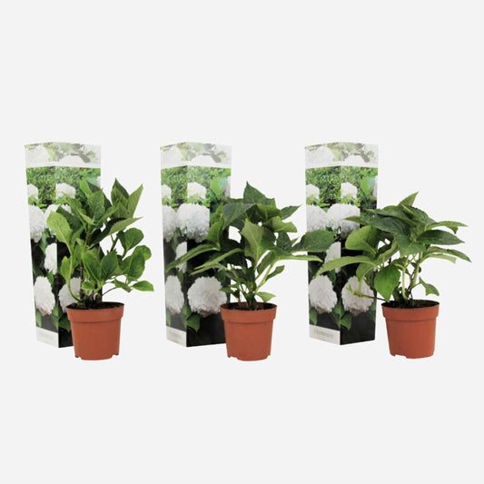 Hortensie - Weiß - 3er-Set - Hortensie