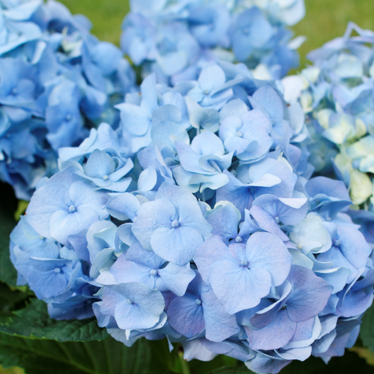 Hortensie - 6er-Mix - Hortensie