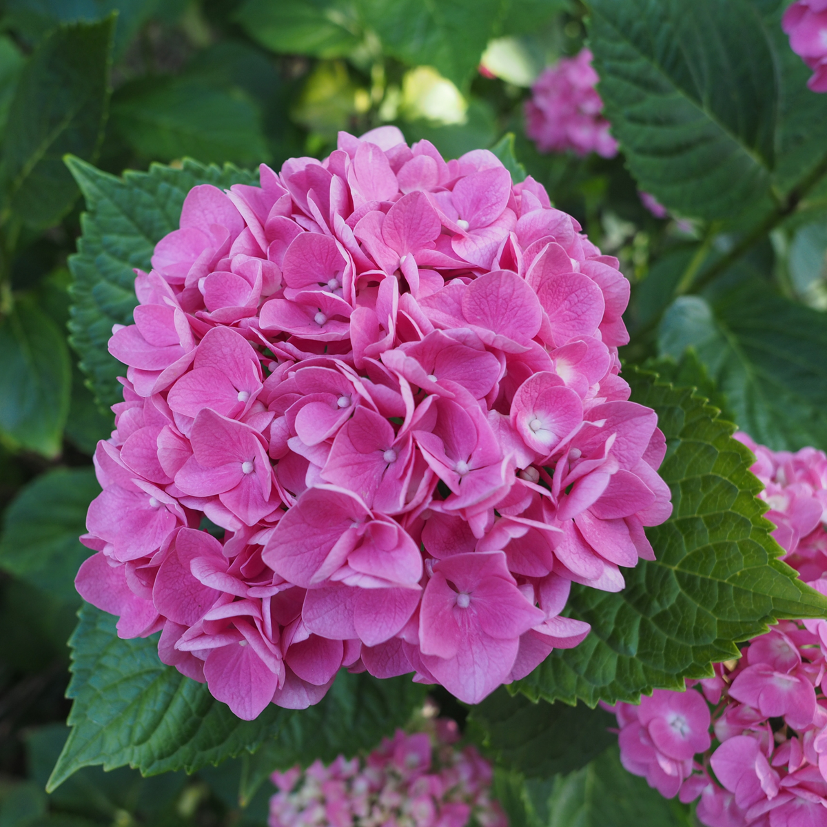 Hortensie - 6er-Mix - Hortensie