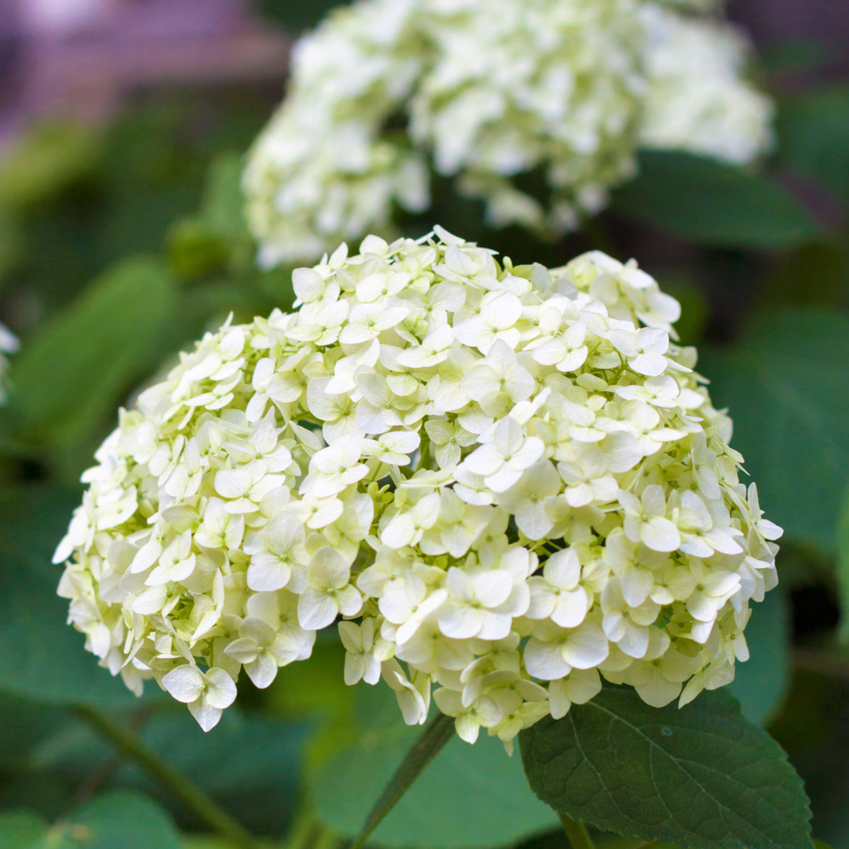 Hortensie - 6er-Mix - Hortensie