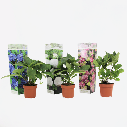 Hortensie - 3er-Mix - Hortensie