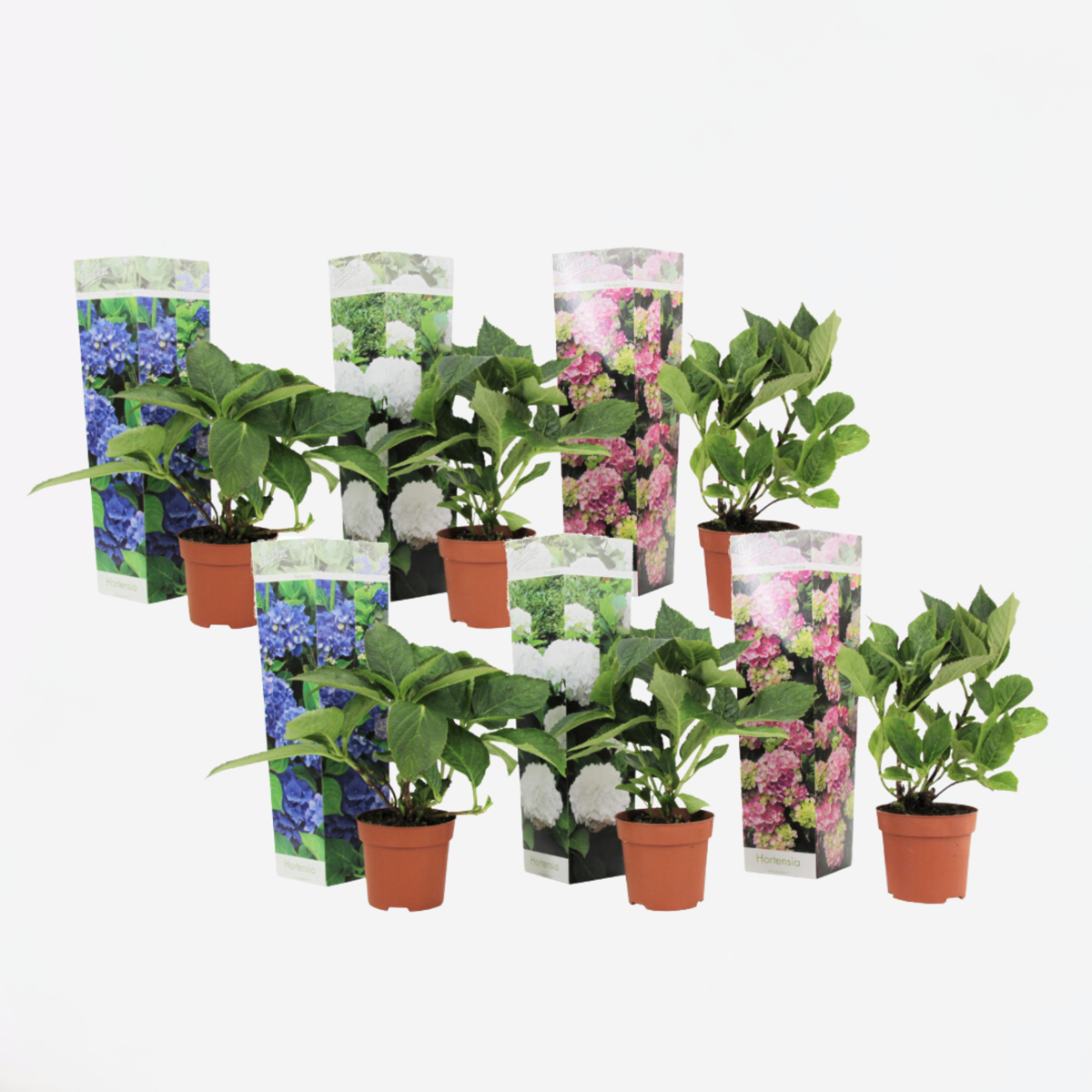 Hortensie - 6er-Mix - Hortensie