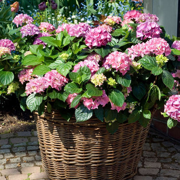 Hortensie - Rosa - 3er-Set - Hortensia