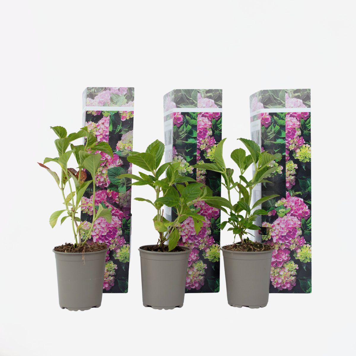 Hortensie - Rosa - 3er-Set - Hortensia