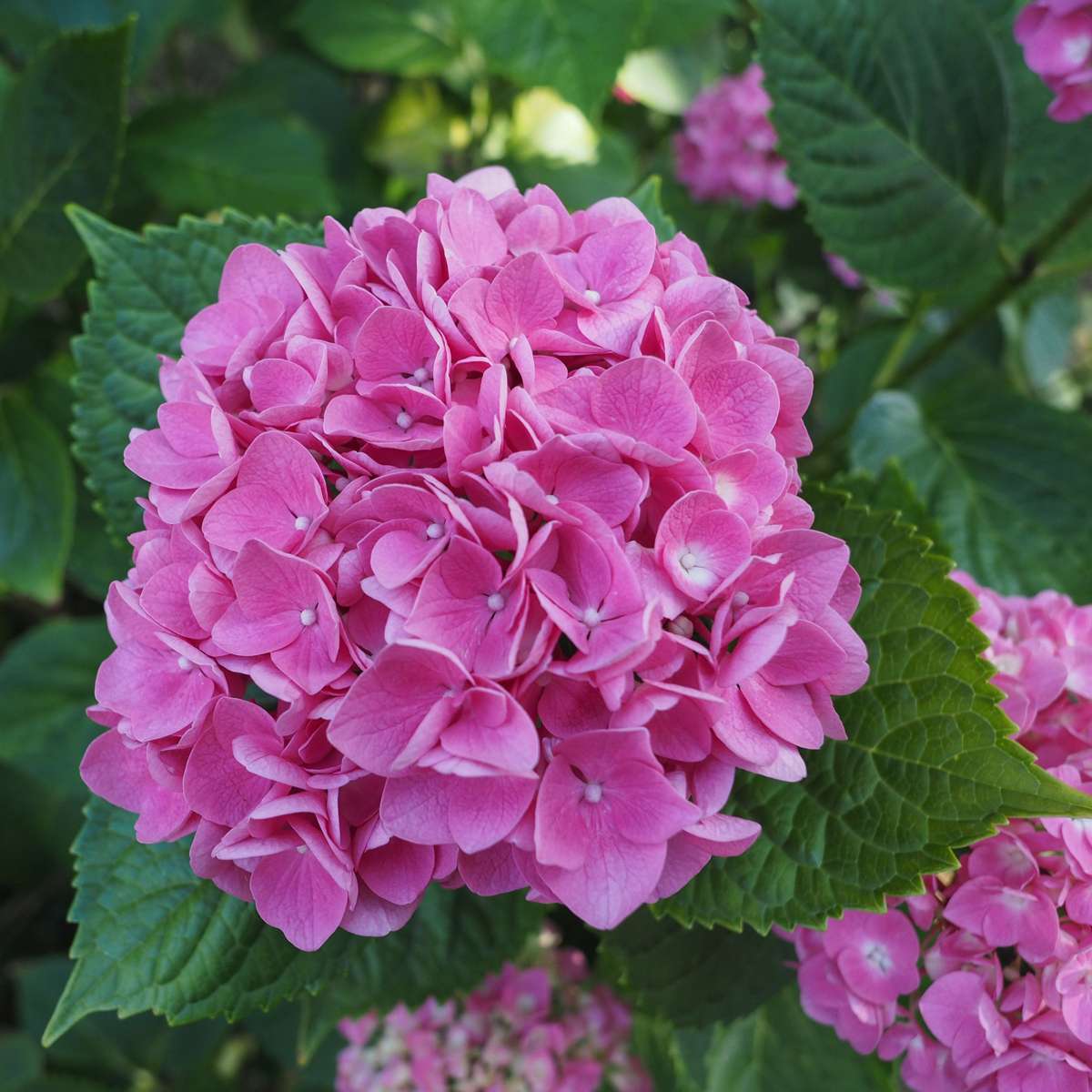 Hortensie - Rosa - 3er-Set - Hortensia