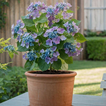 Hortensie „Teller“ – 6er-Set – Blau – Hortensie