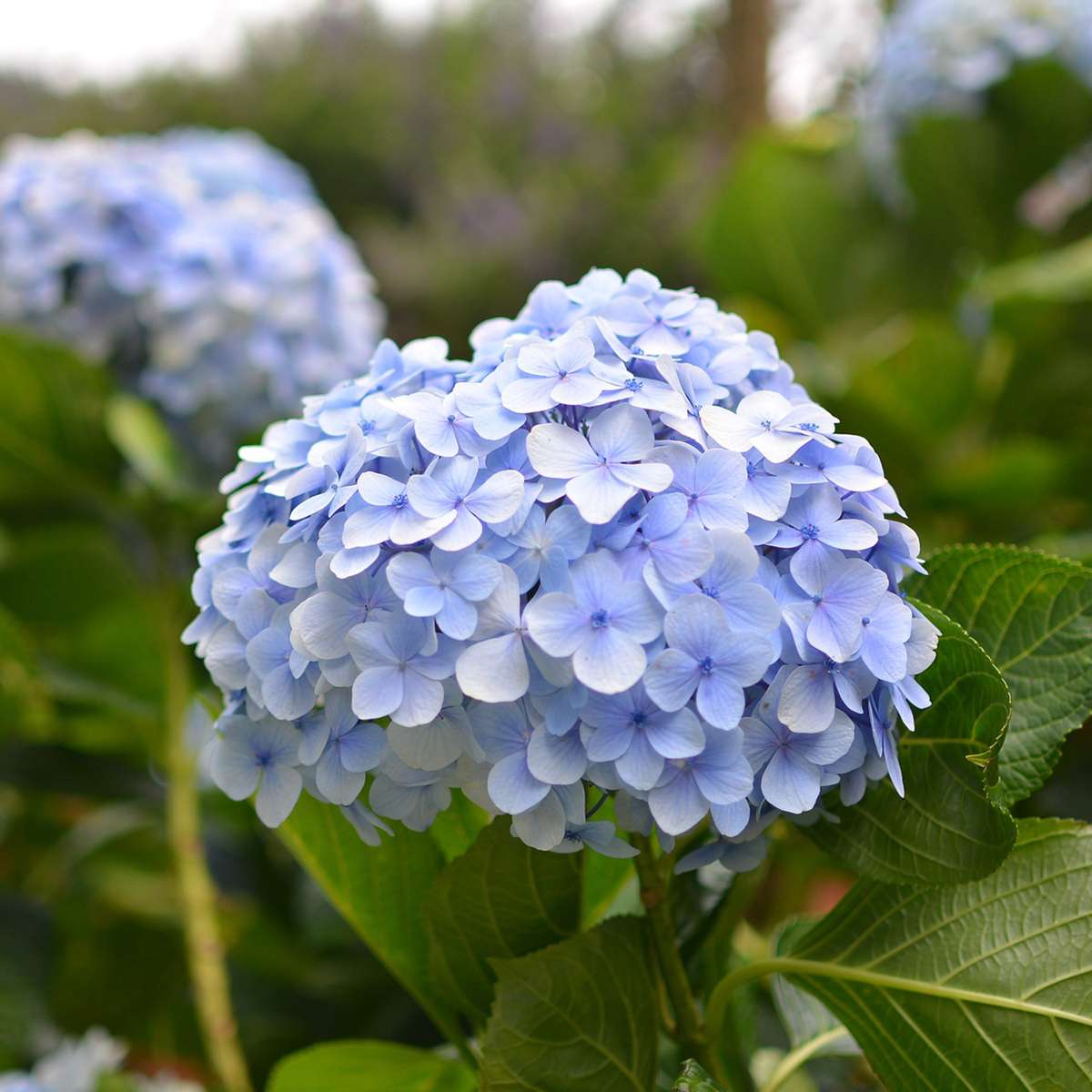Hortensie 'Teller' - 3er-Set - Blau - Hortensie
