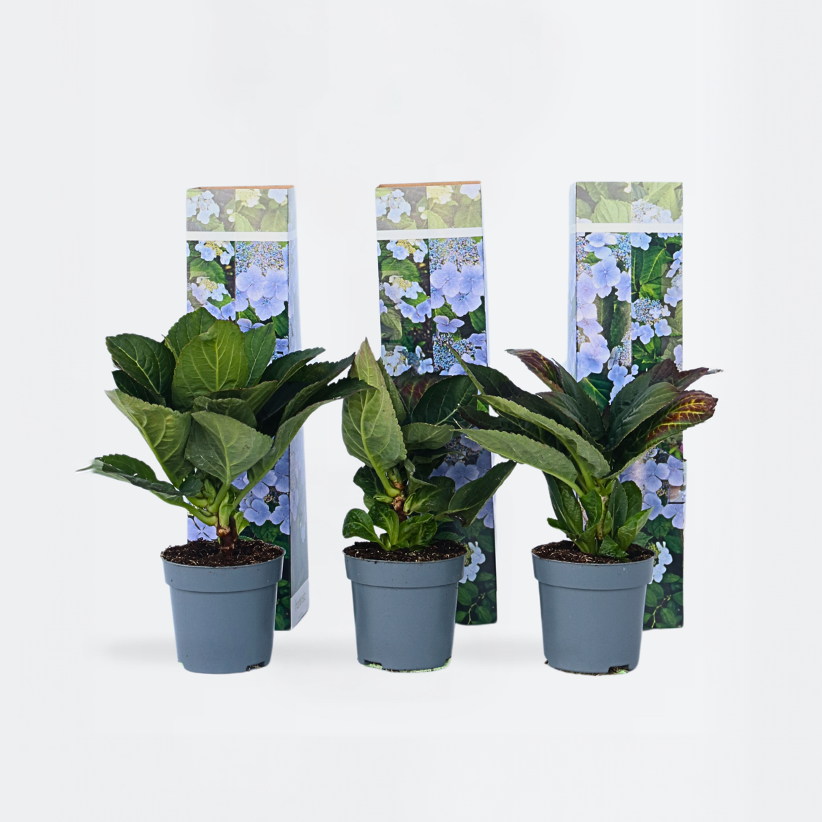 Hortensie 'Teller' - 3er-Set - Blau - Hortensie