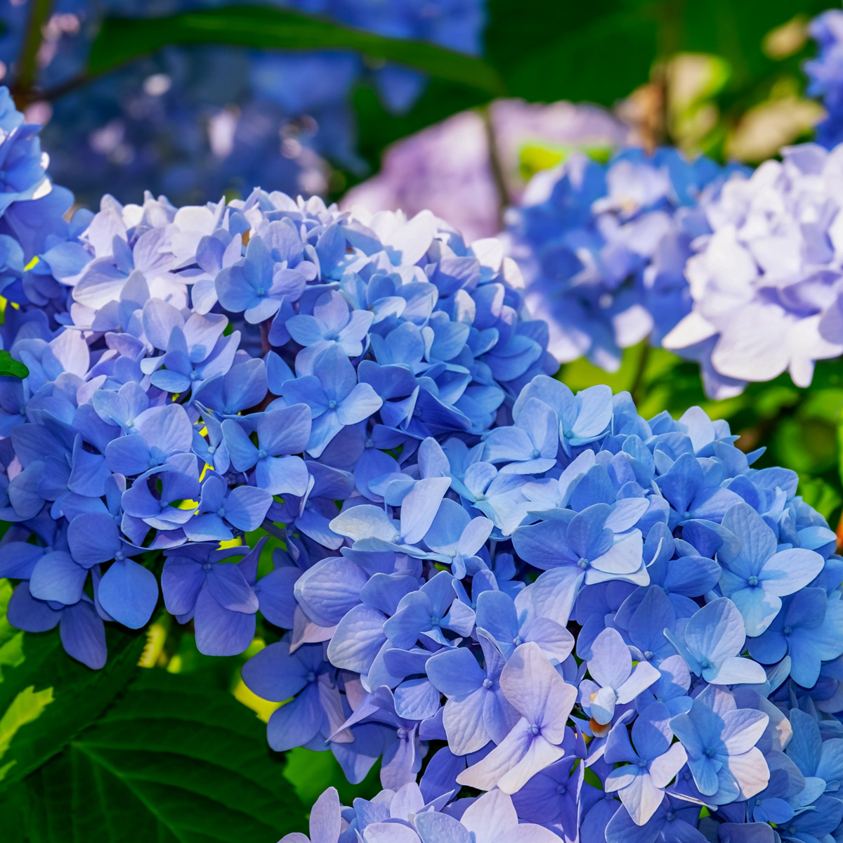 Hortensie 'Teller' - 3er-Set - Blau - Hortensie