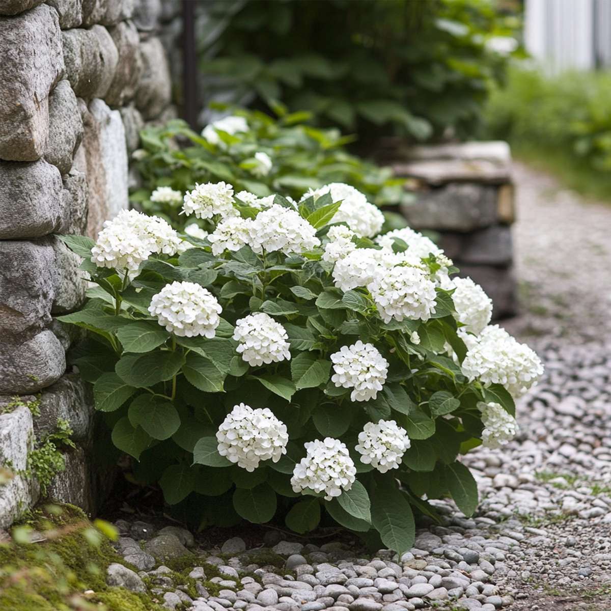 Hortensie „Teller“ – 6er-Set – Weiß – Hortensie