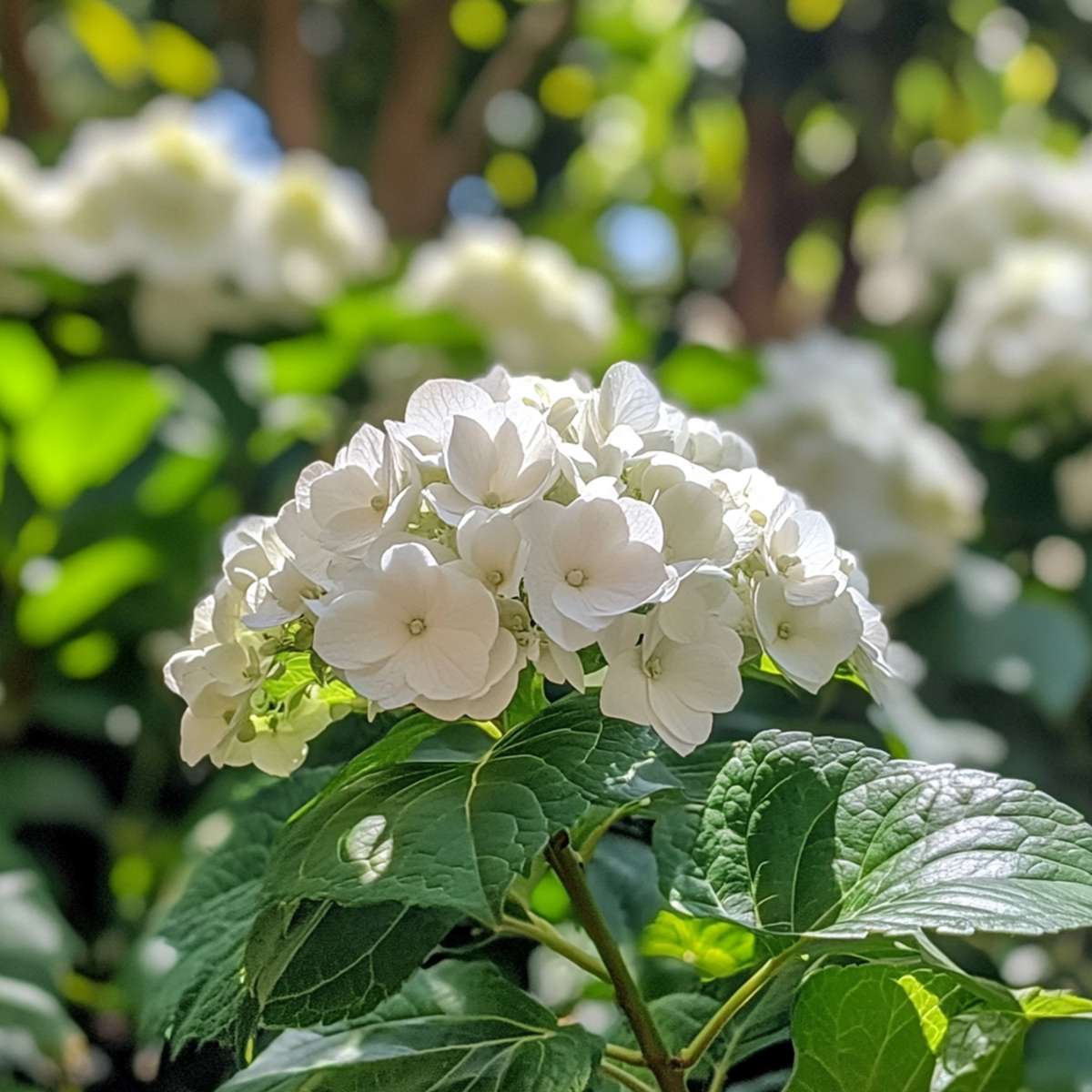 Hortensie „Teller“ – 6er-Set – Weiß – Hortensie