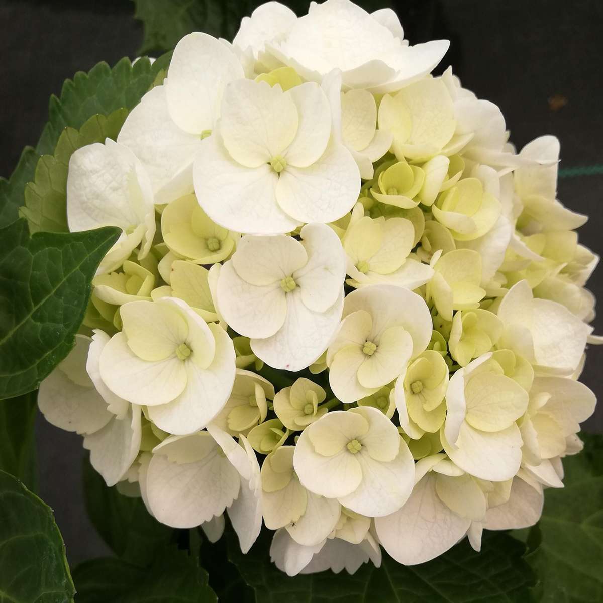 Hortensie „Teller“ – 6er-Set – Weiß – Hortensie