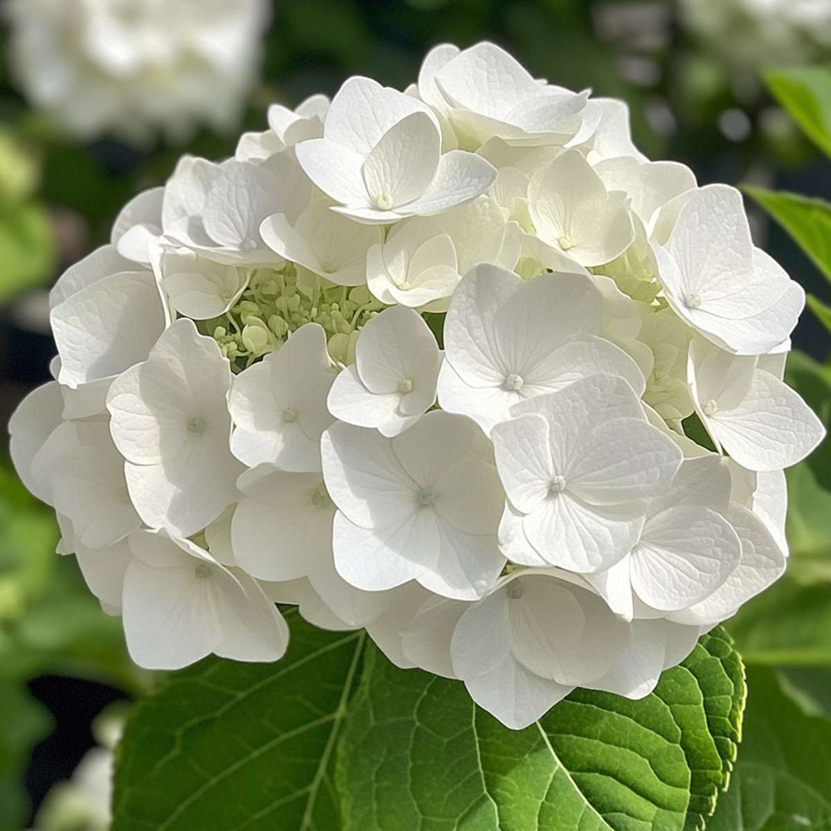 Hortensie „Teller“ – 6er-Set – Weiß – Hortensie