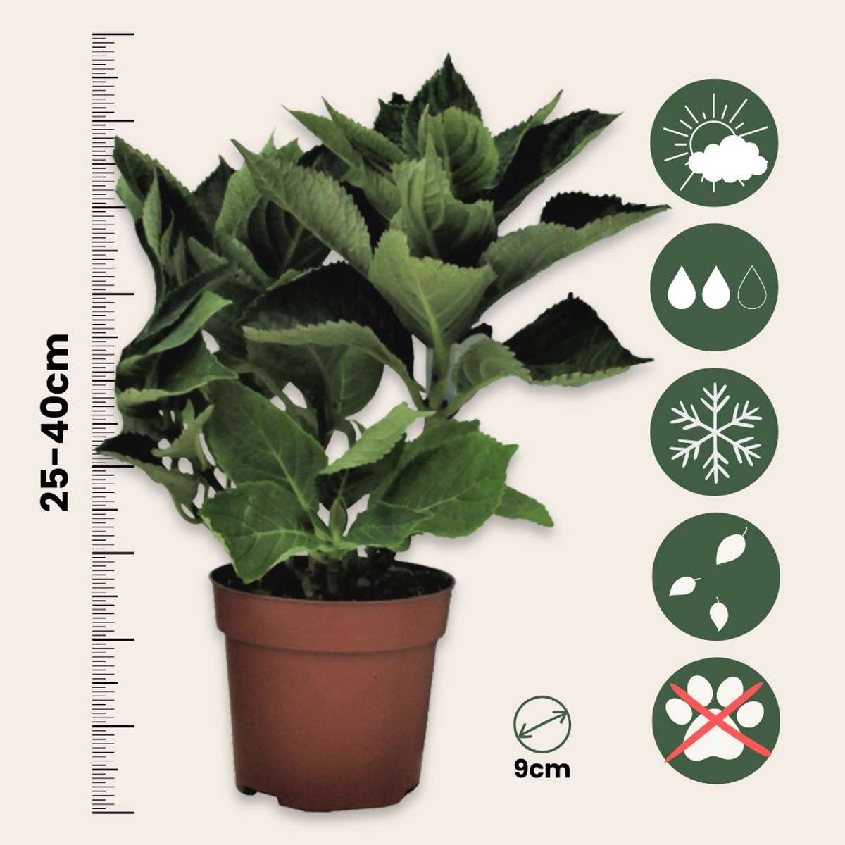 Hortensie „Teller“ – 6er-Set – Weiß – Hortensie