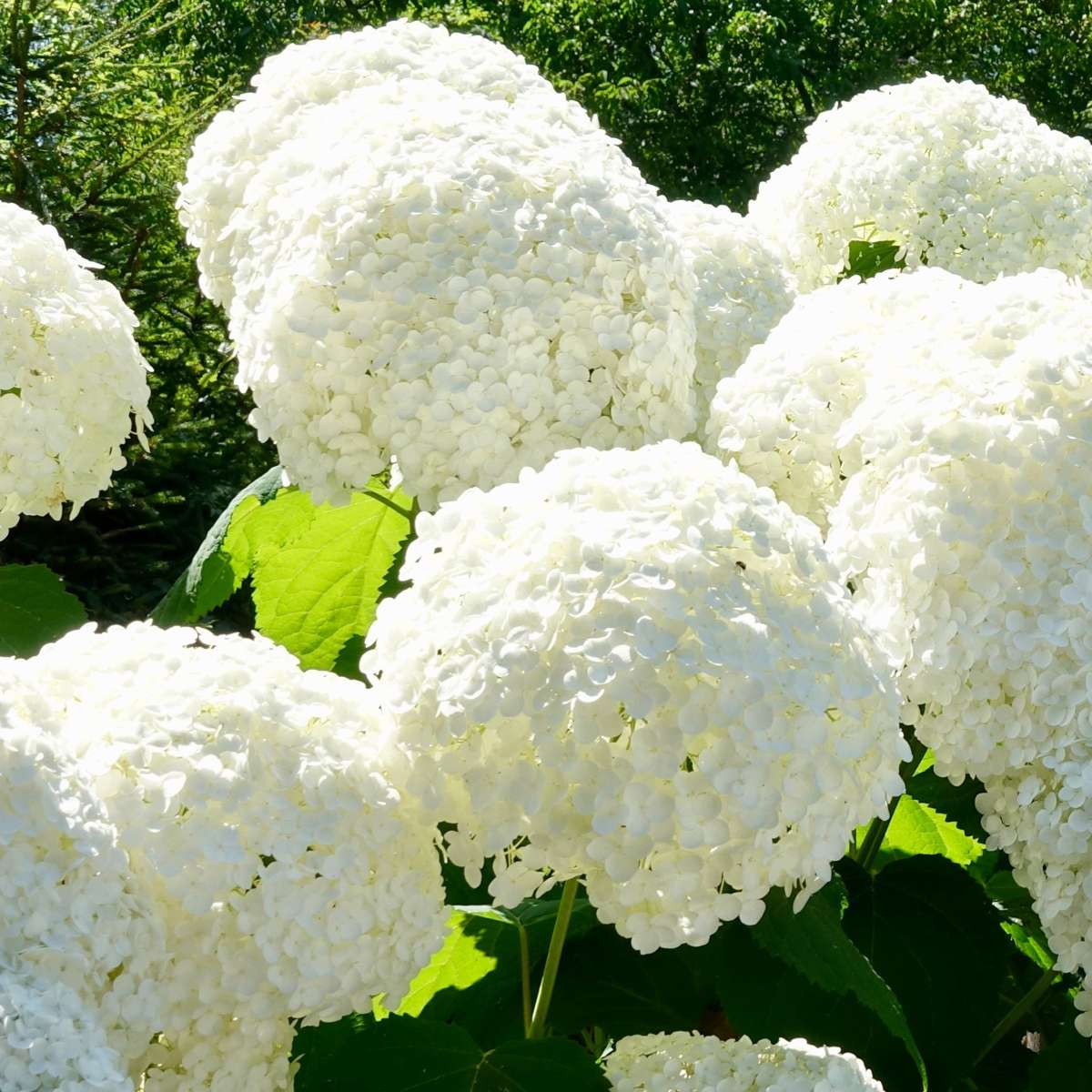 Hortensientheke - 6er-Mix - Hortensie